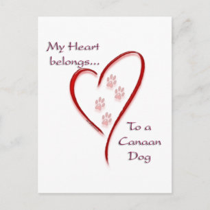 Canaan Dog Heart Belongs Postcard