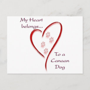 Canaan Dog Heart Belongs Postcard