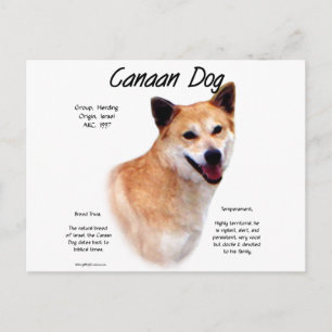 Canaan Dog History Design Postcard