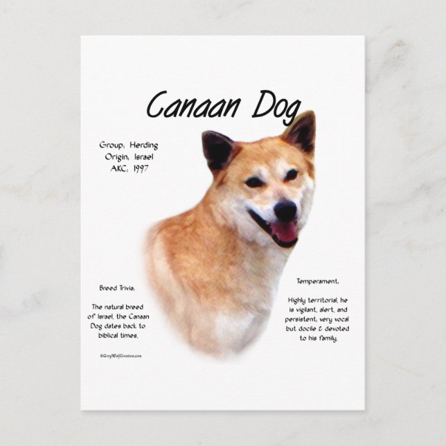 Canaan Dog History Design Postcard (Front)