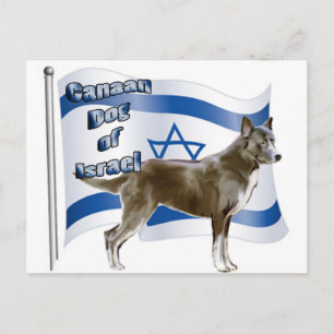 Canaan dog of Israel Postcard