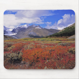 Canada, Alberta, Banff NP. Huckleberries bloom Mouse Mat