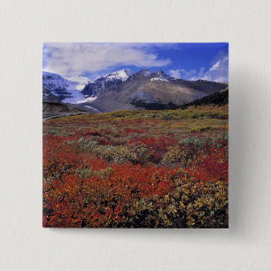 Canada, Alberta, Banff NP. Huckleberries provide 15 Cm Square Badge
