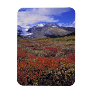 Canada, Alberta, Banff NP. Huckleberries provide Magnet