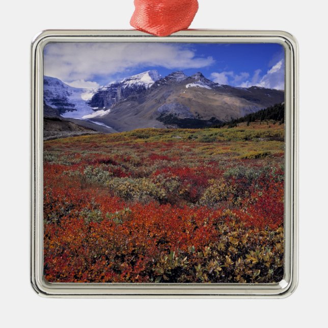 Canada, Alberta, Banff NP. Huckleberries provide Metal Tree Decoration (Front)
