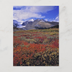 Canada, Alberta, Banff NP. Huckleberries provide Postcard