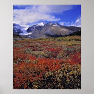Canada, Alberta, Banff NP. Huckleberries provide Poster