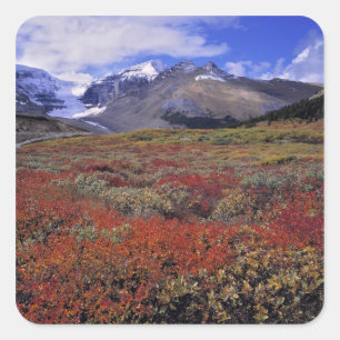 Canada, Alberta, Banff NP. Huckleberries provide Square Sticker