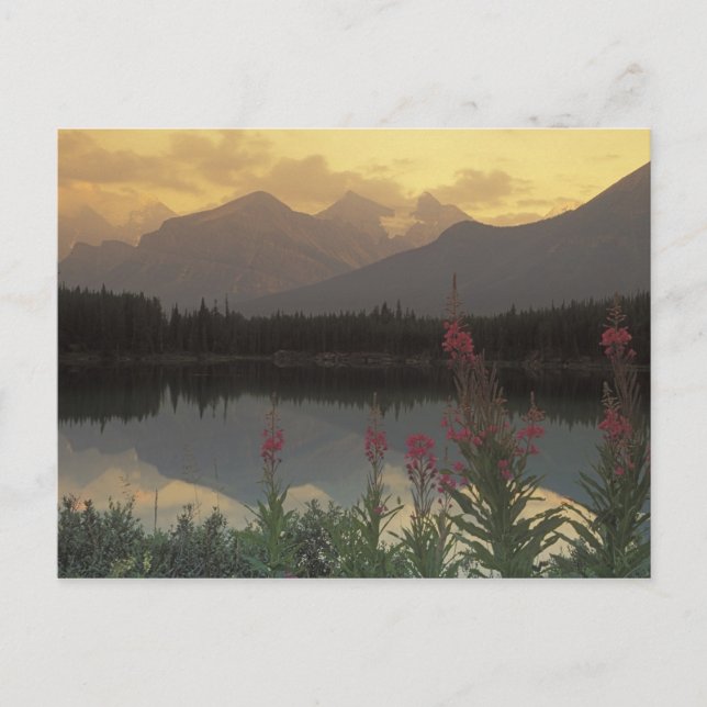 Canada, Alberta, Banff. Sunrise scenic of Postcard (Front)