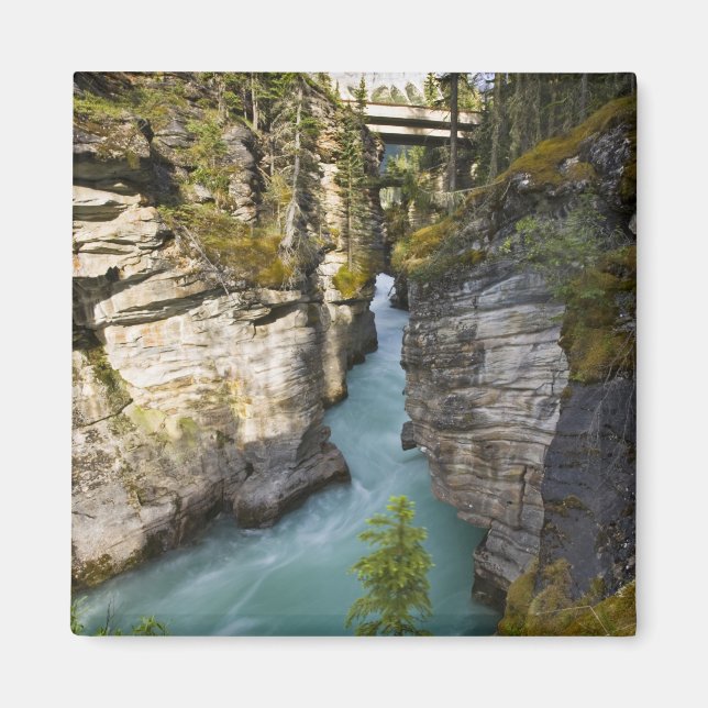 Canada, Alberta, Jasper National Park, Athabasca 2 Magnet (Front)