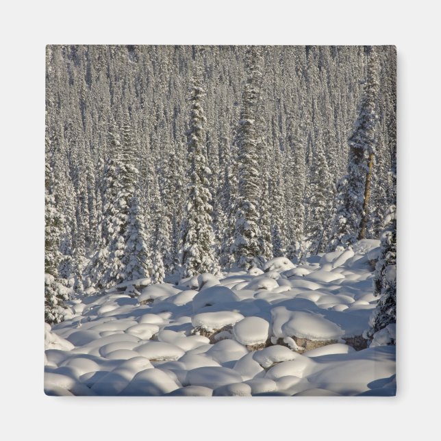 Canada, Alberta, Jasper National Park. Magnet (Front)