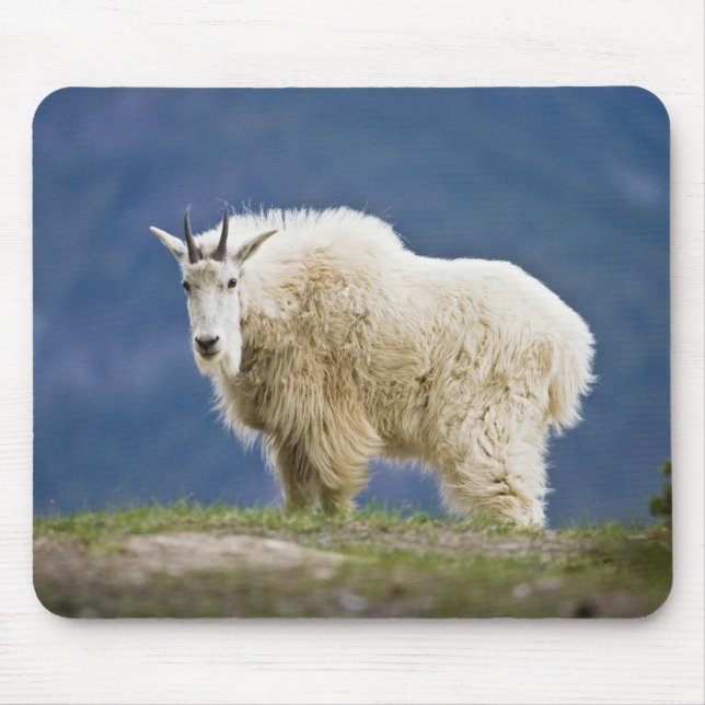 Canada, Alberta, Jasper National Park, Mouse Mat (Front)