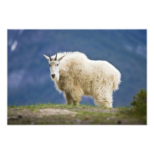 Canada, Alberta, Jasper National Park, Photo Print