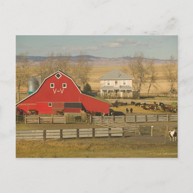 Canada, Alberta, Pincher Creek: Red Barn & Ranch Postcard (Front)