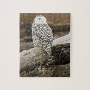Canada, Boundary Bay, Snowy Owl Jigsaw Puzzle