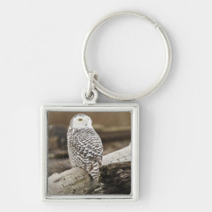 Canada, Boundary Bay, Snowy Owl Key Ring