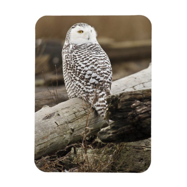 Canada, Boundary Bay, Snowy Owl Magnet (Vertical)