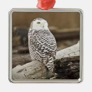 Canada, Boundary Bay, Snowy Owl Metal Tree Decoration