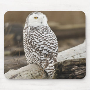 Canada, Boundary Bay, Snowy Owl Mouse Mat