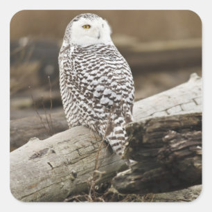 Canada, Boundary Bay, Snowy Owl Square Sticker