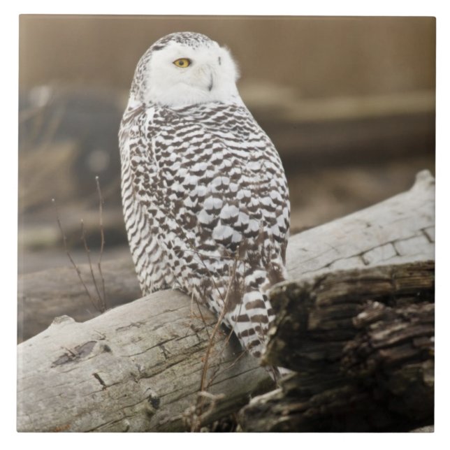 Canada, Boundary Bay, Snowy Owl Tile (Front)
