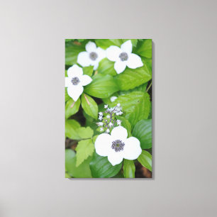 Canada, British Columbia. Dwarf Dogwood Canvas Print