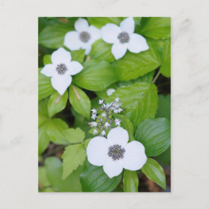 Canada, British Columbia. Dwarf Dogwood Postcard