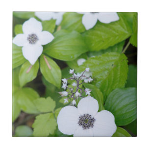 Canada, British Columbia. Dwarf Dogwood Tile