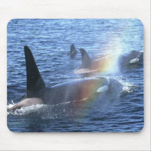 Canada, British Columbia, Johnstone Straight, Mouse Mat