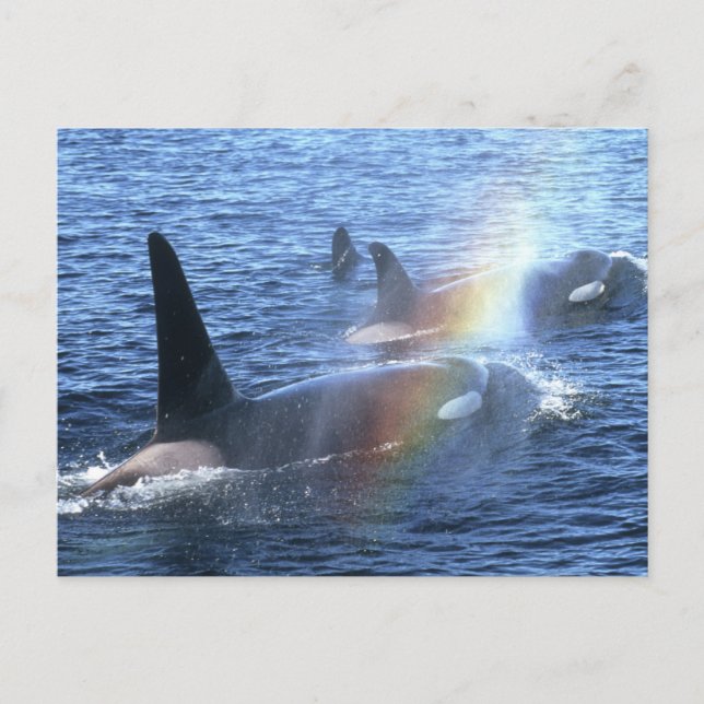 Canada, British Columbia, Johnstone Straight, Postcard (Front)