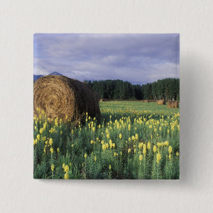 Canada, British Columbia, Kitwanga. Yellow 15 Cm Square Badge