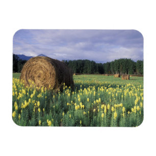 Canada, British Columbia, Kitwanga. Yellow Magnet