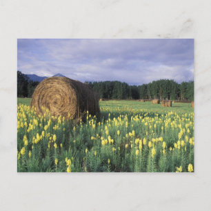 Canada, British Columbia, Kitwanga. Yellow Postcard