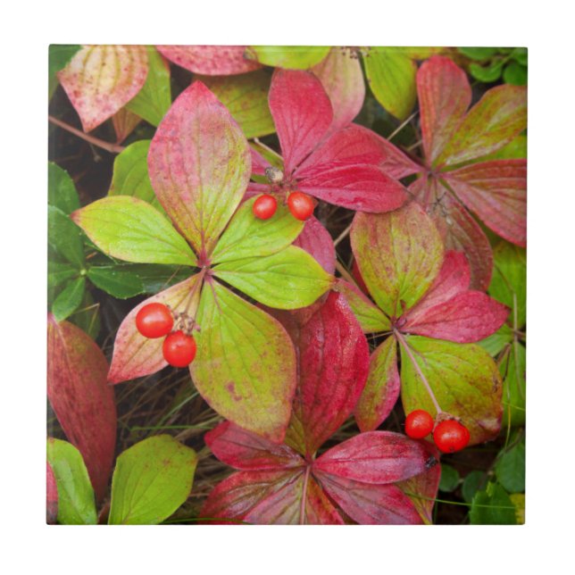 Canada, British Columbia, Mount Robson Tile (Front)