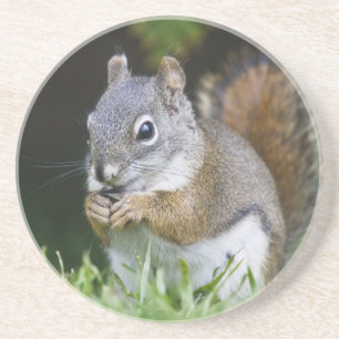 Canada, British Columbia, Red Squirrel Pine Coaster