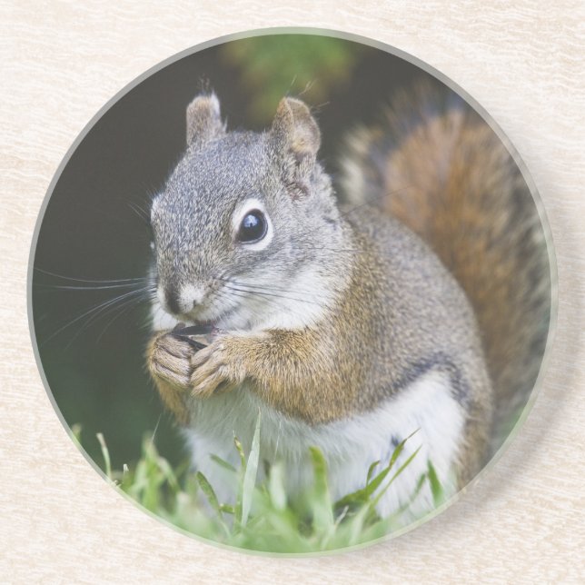 Canada, British Columbia, Red Squirrel Pine Coaster (Front)
