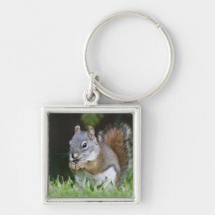 Canada, British Columbia, Red Squirrel Pine Key Ring