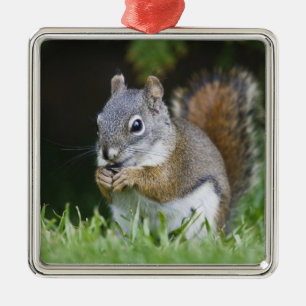 Canada, British Columbia, Red Squirrel Pine Metal Tree Decoration