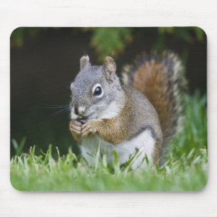 Canada, British Columbia, Red Squirrel Pine Mouse Mat