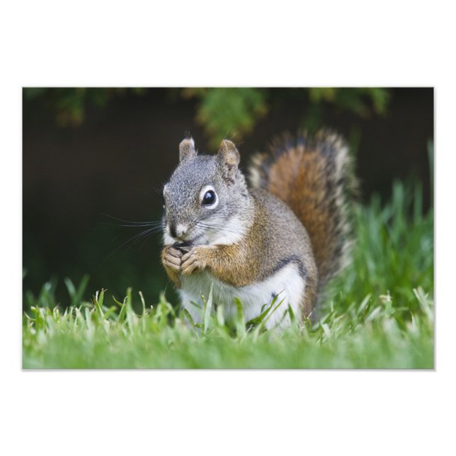Canada, British Columbia, Red Squirrel Pine Photo Print (Front)