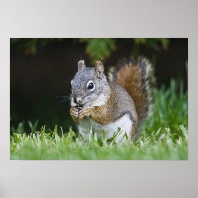 Canada, British Columbia, Red Squirrel Pine Poster (Front)