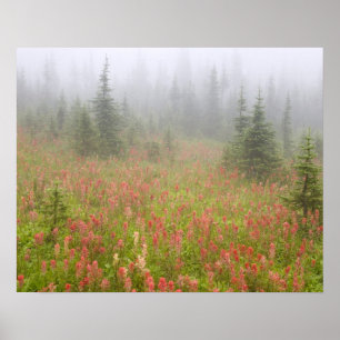 Canada, British Columbia, Revelstoke National Poster