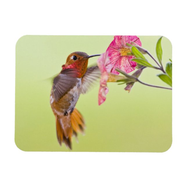 Canada, British Columbia, Rufous Hummingbird Magnet (Horizontal)