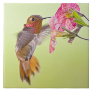 Canada, British Columbia, Rufous Hummingbird Tile