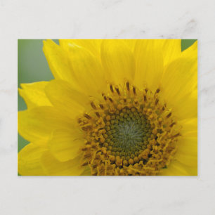 Canada, British Columbia, Vancouver Island 7 Postcard