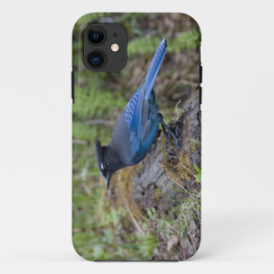 Canada: British Columbia, Yoho NP, Stellar jay, iPhone 11 Case