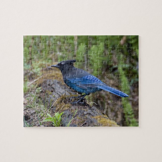 Canada:  British Columbia, Yoho NP, Stellar jay, Jigsaw Puzzle (Horizontal)