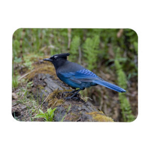 Canada: British Columbia, Yoho NP, Stellar jay, Magnet