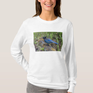 Canada: British Columbia, Yoho NP, Stellar jay, T-Shirt