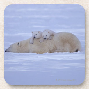 Canada Coaster